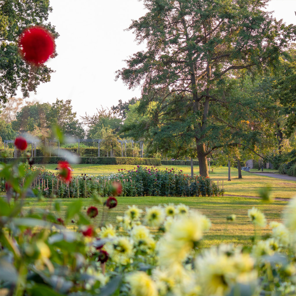Im Herbst stellt der Dahliengarten im Pestalozzipark mit seiner Farben- und Blütenpracht alles andere in den Schatten.